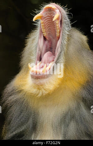 Visualizzazione verticale di un maschio adulto mandrill apre la sua bocca che mostra i suoi lunghi canini. Mandrillus Sphinx è un primate di O Foto Stock