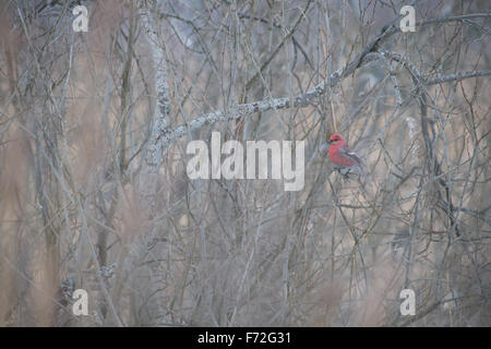 Pino maschio Grosbeak (Pinicola enucleator). Europa Foto Stock