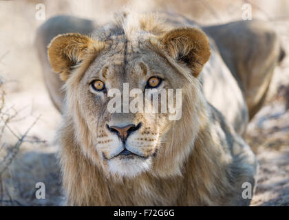 Bella giovane leonessa essendo curiosi Foto Stock