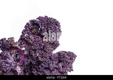 Rosso foglie di cavolo, russo kale, isolato su bianco Foto Stock
