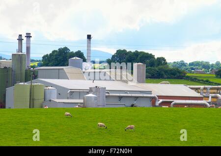 Penrith, Cumbria, Inghilterra. Proteina di Alba Penrith Ltd animale sardigna, fonte di Penrith Pong. Foto Stock