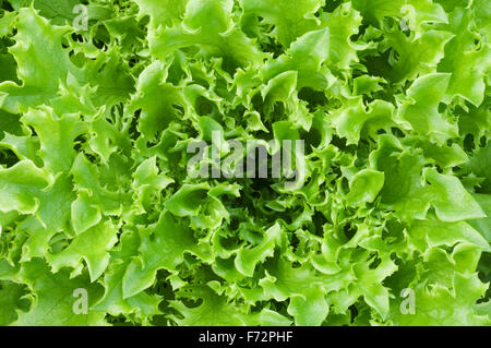 Close up di fresco verde lattuga. Foto Stock