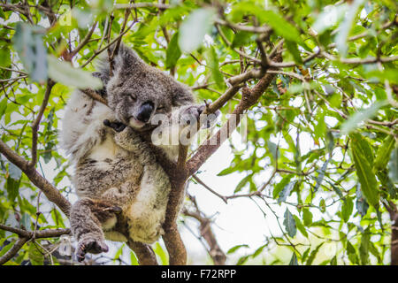 Sleeping koala su albero di eucalipto Foto Stock