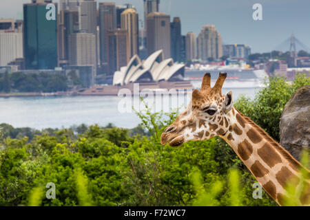 SYDNEY, Australia - 27 dicembre 2015. Le giraffe al Taronga Zoo con una vista dello skyline del CBD di Sydney in background Foto Stock