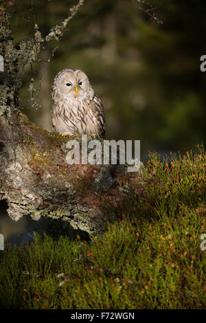 Ural Owl / Habichtskauz ( Strix uralensis ) si appollaia in un vecchio albero lichened mentre sunrise. Foto Stock
