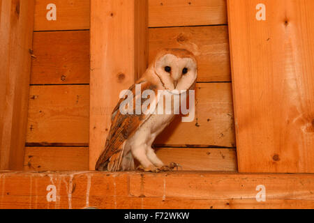 Wild giovani Barbagianni / Schleiereule ( Tyto alba ) in seduta di travatura reticolare di legno di una chiesa. Foto Stock