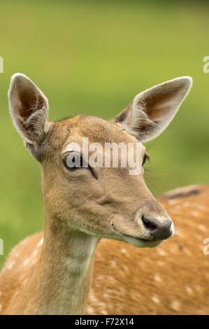 Captive Daini (Dama Dama) doe, colpo alla testa con parziale torna nell'immagine. Foto Stock