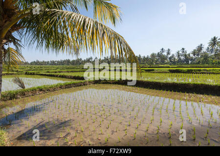 Verdi campi di riso sulla isola di Bali, nei pressi di Ubud, Indonesia Foto Stock