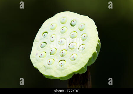 Semi di rosa fiori di loto isolata su uno sfondo scuro Foto Stock