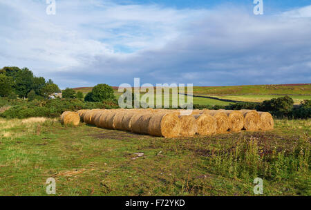 Pagliaio store in una fattoria nella Contea di Durham campagna inglese. Foto Stock