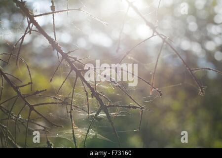 Ragnatele sul brances Foto Stock