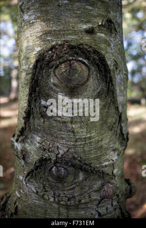 Close up di occhio nodo sagomato in betulla corteccia sul tronco di albero Foto Stock