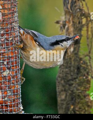 Wild Bird alimentando in giardino - questo è un picchio muratore alimentare sulle partite di arachidi. Foto Stock