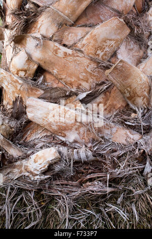 Ventola messicano palm, Washingtonia robusta tronco di albero modello di corteccia Foto Stock