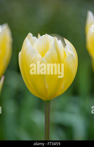Tulipa 'candela' Foto Stock