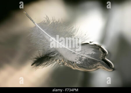 Un singolo feather galleggiante sull'acqua Foto Stock