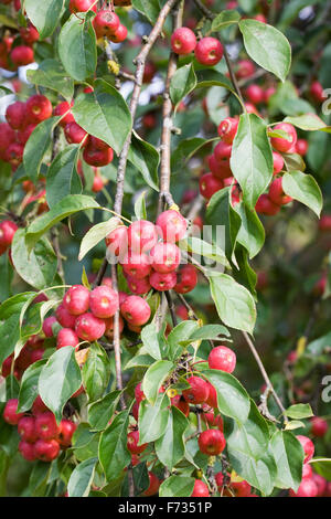 Malus x robusta 'Rosso' Siberiano frutta. Foto Stock