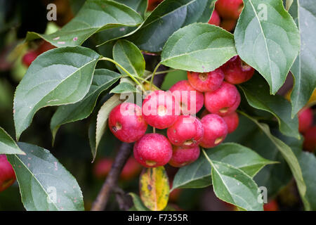 Malus x robusta 'Rosso' Siberiano frutta. Foto Stock