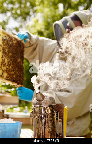 Un apicoltore in una tuta di apicoltura con un fumatore, apertura e controllo dei suoi alveari. Foto Stock