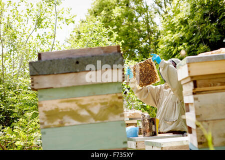 Un apicoltore in una tuta protettiva e la faccia coperta, il controllo dei suoi alveari. Foto Stock