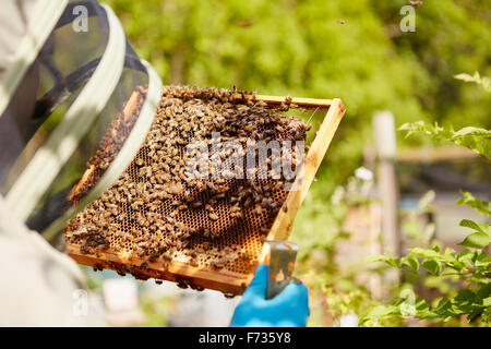 Un apicoltore in un vestito, con la sua faccia coperta, tenendo un telaio a nido d'ape rivestito in api. Foto Stock