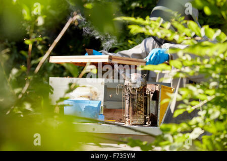 Un apicoltore tenendo un bee fumatore e tenendo il coperchio off un alveare. Foto Stock