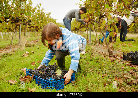Una giovane ragazza di prelevare una cassa di uva da terra in una vigna. Foto Stock