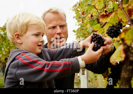 Un uomo e suo figlio selezionando i grappoli di ripe rosso uva sulla vite. Foto Stock