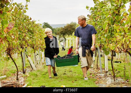 Un uomo e suo figlio che porta una cassa di plastica piena delle uve attraverso la vigna. Foto Stock