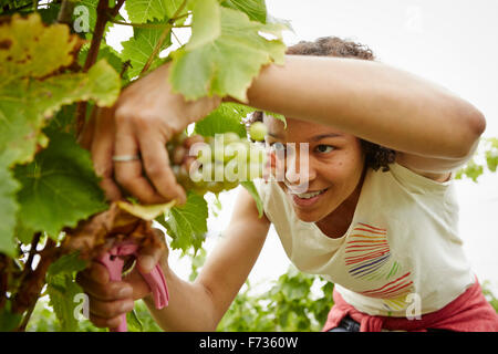 Una donna raccolta grappoli di uva in una vigna. Foto Stock