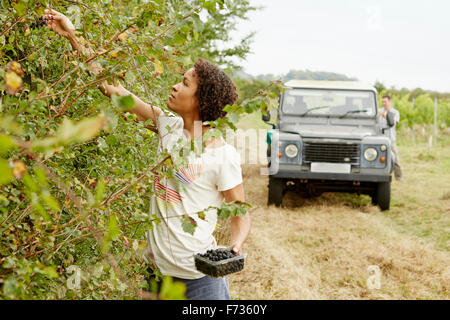 Una donna raccolta di more dalla siepe in autunno. Foto Stock