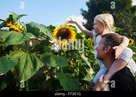 Una ragazza seduto sul suo padre, spalle, arrivando a toccare un girasole in piena fioritura. Foto Stock