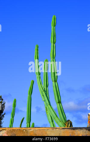 Mexican palo da recinzione di cactacee nome latino Pachycereus marginatus Foto Stock