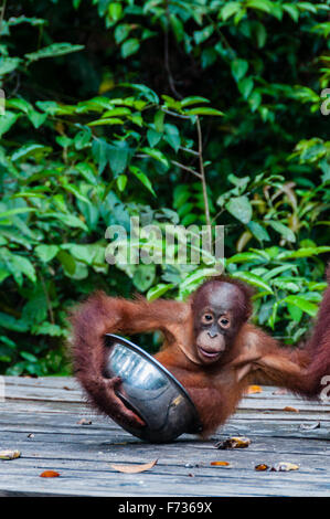 Baby Orang Utan seduta nella ciotola, Indonesia Foto Stock