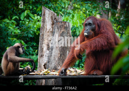 Gibbone e un Orangutang seduto a mangiare insieme Foto Stock