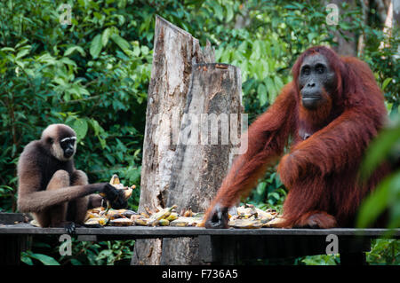 Gibbone e un Orangutang seduto a mangiare insieme Foto Stock