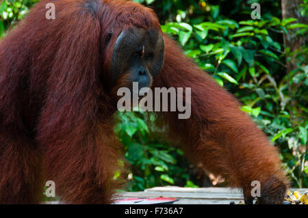 Orang Utan maschio alfa in piedi in Borneo Indonesia Foto Stock