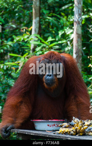 Orang Utan maschio alfa in piedi in Borneo Indonesia Foto Stock