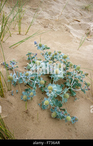 Eryngium maritimum - Mare Holly crescente selvatici sulla duna di sabbia Foto Stock