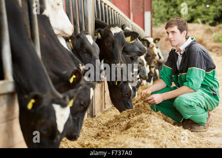 Un agricoltore, stockman con un gruppo di mucche al pascolo su fieno, appoggiato le loro teste attraverso una barriera di metallo. Foto Stock