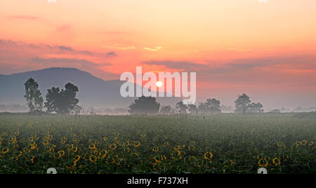 Bellissima alba sopra la montagna e campi di girasole Foto Stock