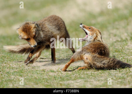 La Volpe rossa / Rotfuechse ( Vulpes vulpes ), rivali nella feroce lotta, una lotta, che si rincorrono. Foto Stock