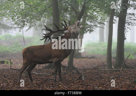 Forte di cervi rossi / Feste di addio al celibato / Rothirsch ( Cervus elaphus ) muggito in torbida autunnale di boschi aperti, Rut, solchi stagione. Foto Stock