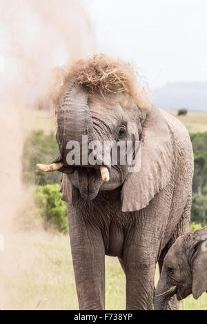 Elefanti Foto Stock