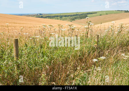 Vista da Ditchling Beacon South Downs National Park East Sussex England Regno Unito Regno Unito Foto Stock