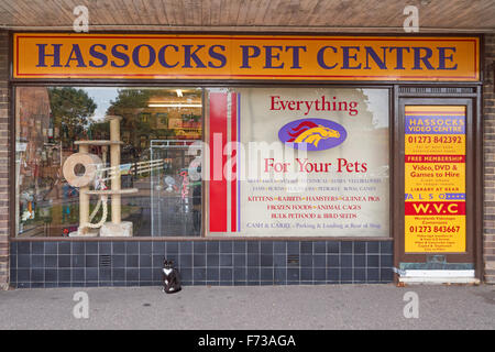 Hassocks Centro pet shop, West Sussex England Regno Unito Regno Unito Foto Stock