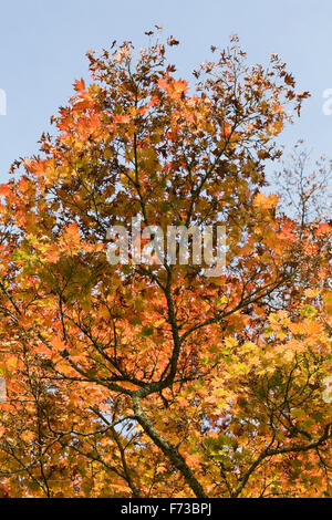 Acer shirasawanum 'Ogurayama'. Luna piena acero in autunno. Foto Stock