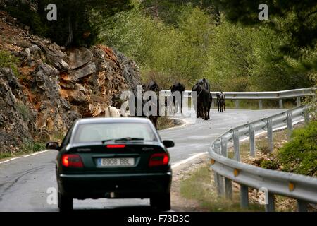 Cowboy eseguendo la transumanza con mucche bianche nella Penisola Iberica (Spagna). Da Cuenca in Estremadura Foto Stock