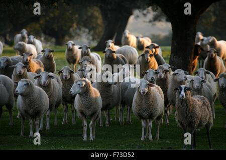 La transumanza con pecore nella Penisola Iberica (Spagna). Da Cuenca in Estremadura Foto Stock