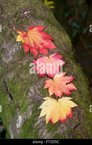 Maple leaf pattern on tree branch. Foto Stock